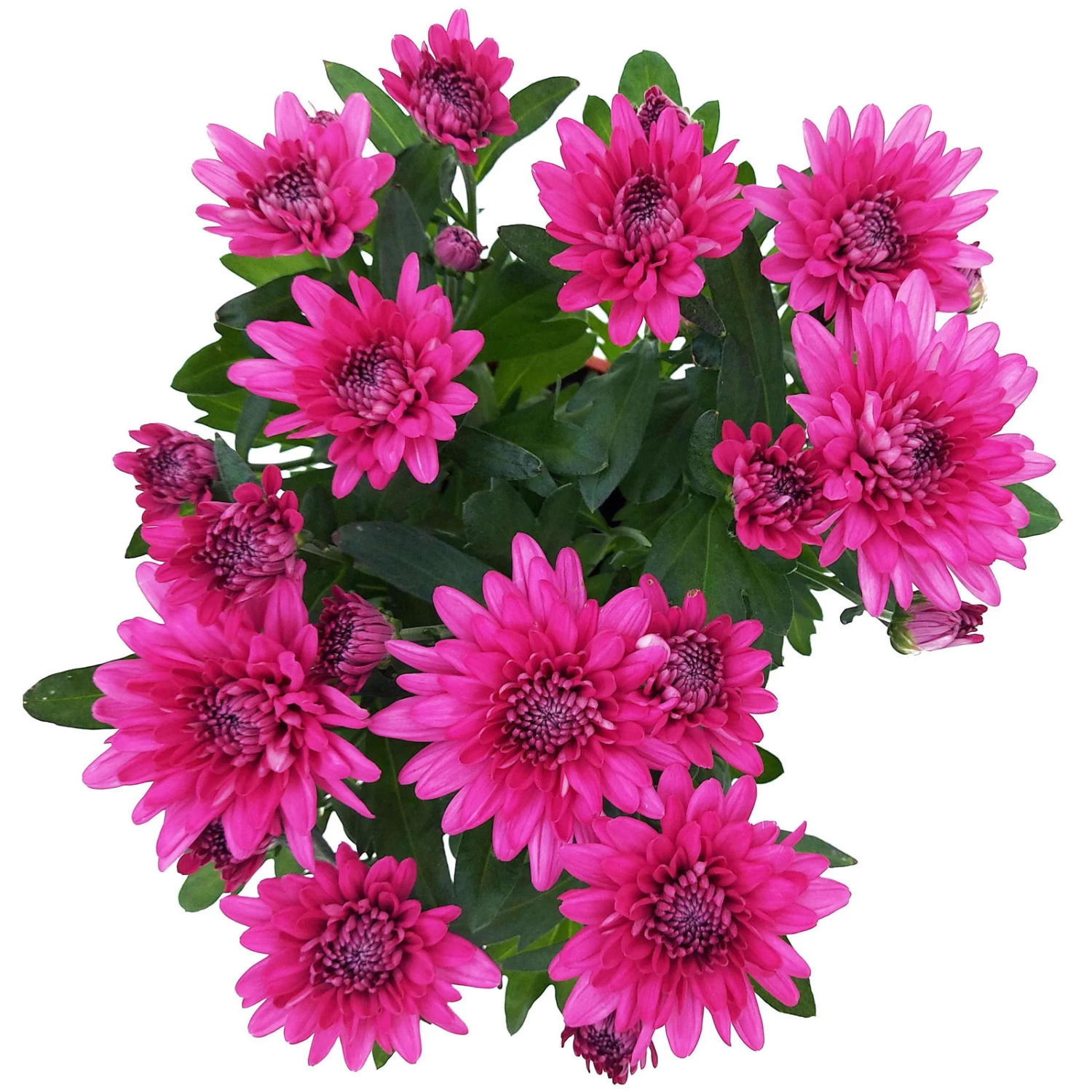 Chrysanthemen 'Chrysanne® Grandezza Purple', Lila, Topf-Ø 13 Cm, 6er-Set 3 Chrysanthemen 'Chrysanne® Grandezza Purple', Lila, Topf-Ø 13 Cm, 6er-Set