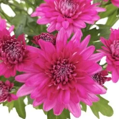 Chrysanthemen 'Chrysanne® Grandezza Purple', Lila, Topf-Ø 13 Cm, 6er-Set 12 Chrysanthemen 'Chrysanne® Grandezza Purple', Lila, Topf-Ø 13 Cm, 6er-Set -Pflanzen Paradies Verkauf 0690110210 Chrysantheme Grandezza purple image012 81541