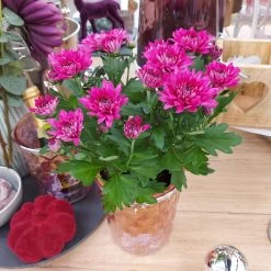 Chrysanthemen 'Chrysanne® Grandezza Purple', Lila, Topf-Ø 13 Cm, 6er-Set 11 Chrysanthemen 'Chrysanne® Grandezza Purple', Lila, Topf-Ø 13 Cm, 6er-Set -Pflanzen Paradies Verkauf 0690110210 Chrysantheme Grandezza purple image018 81540