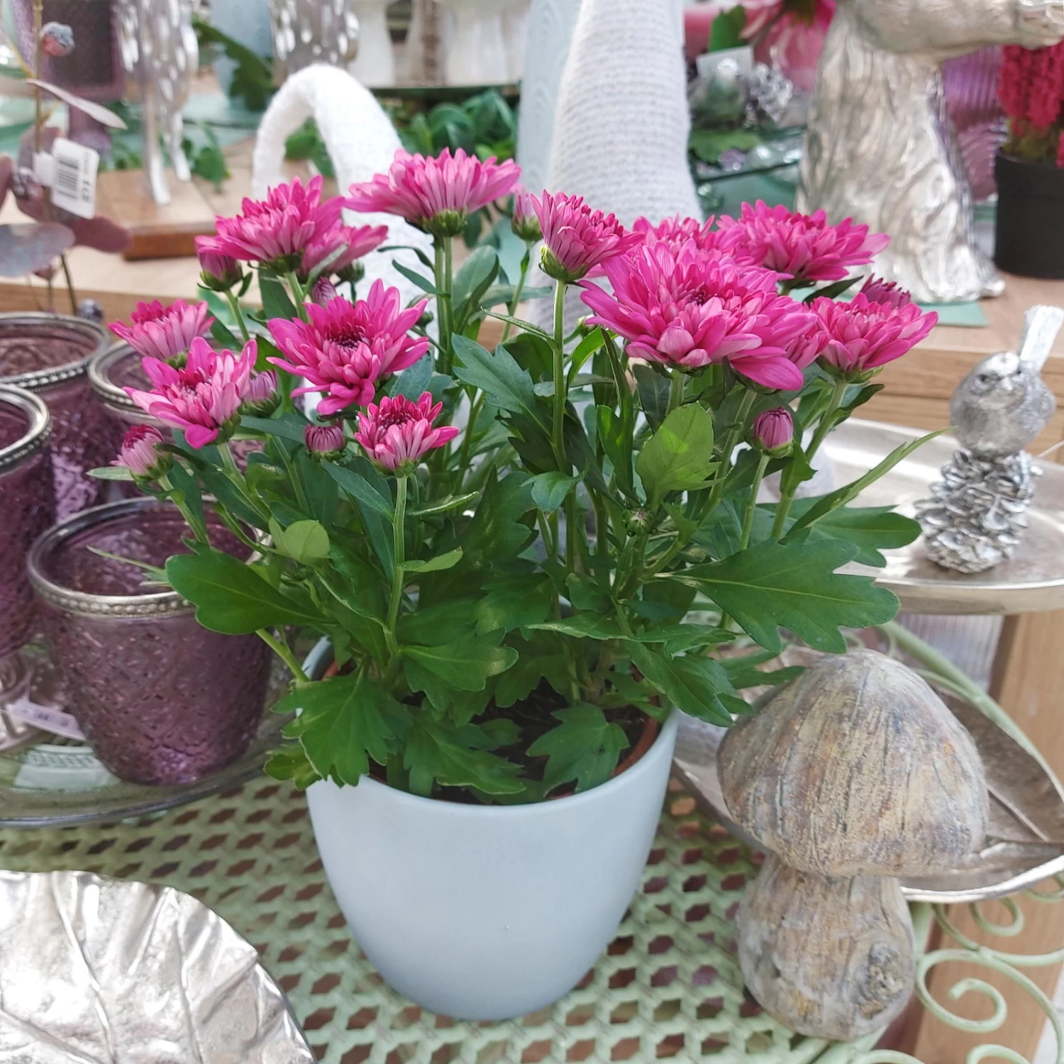 Chrysanthemen 'Chrysanne® Grandezza Purple', Lila, Topf-Ø 13 Cm, 6er-Set 4 Chrysanthemen 'Chrysanne® Grandezza Purple', Lila, Topf-Ø 13 Cm, 6er-Set – Bild 2