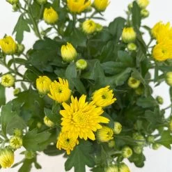 Chrysanthemen, Farben Nach Verfügbarkeit, Topf-Ø 10,5 Cm, 8er-Set -Pflanzen Paradies Verkauf 0690120041 Chrysanthemum multiflora gelb 8er Set 5 112603