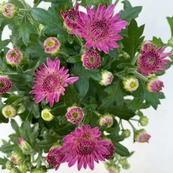 Chrysanthemen, Farben Nach Verfügbarkeit, Topf-Ø 10,5 Cm, 8er-Set -Pflanzen Paradies Verkauf 0690120042 Chrysanthemum multiflora 8er Set lila 7 112605