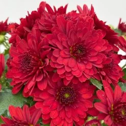 Chrysanthemen, Farben Nach Verfügbarkeit, Topf-Ø 10,5 Cm, 8er-Set -Pflanzen Paradies Verkauf 0690120043 Chrysanthemum multiflora 8er Set rot 8 112607