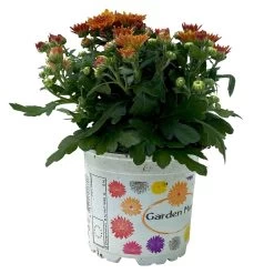 Chrysanthemen Bronze, Topf-Ø 10,5 Cm, 8er-Set