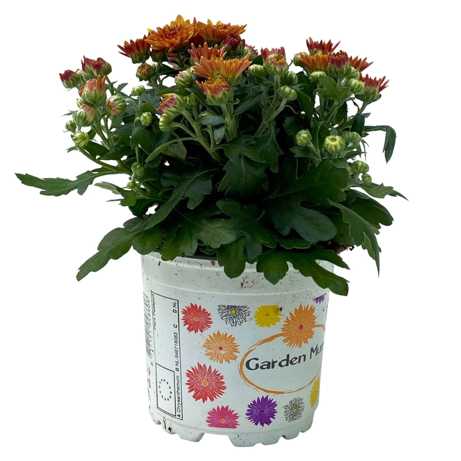 Chrysanthemen Bronze, Topf-Ø 10,5 Cm, 8er-Set 3 Chrysanthemen Bronze, Topf-Ø 10,5 Cm, 8er-Set