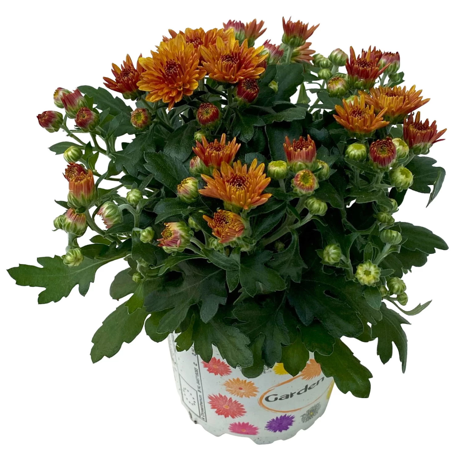 Chrysanthemen Bronze, Topf-Ø 10,5 Cm, 8er-Set 4 Chrysanthemen Bronze, Topf-Ø 10,5 Cm, 8er-Set – Bild 2