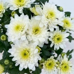 Chrysanthemen, Farben Nach Verfügbarkeit, Topf-Ø 10,5 Cm, 8er-Set -Pflanzen Paradies Verkauf 0690120045 Chrysanthemum multiflora 8er Set weiss 5 112611