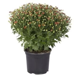 Chrysanthemen-Busch, Gelb-bronze-rot, Topf-Ø 19 Cm, 3er-Set -Pflanzen Paradies Verkauf 0690130086 chrysanthemen multiflora busch t19 bronze durchmesser 40cm 1 68853