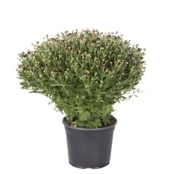 Chrysanthemen-Busch, Gelb-bronze-rot, Topf-Ø 19 Cm, 3er-Set -Pflanzen Paradies Verkauf 0690130092 koelle chrysanthemen multiflora t19 rot durchmesser 40cm 1 68849