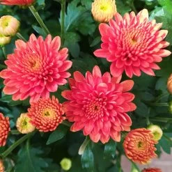 Chrysanthemen-Busch, Gelb-bronze-rot, Topf-Ø 19 Cm, 3er-Set -Pflanzen Paradies Verkauf 0690130119 Chrysanthemum multiflora Buesche bronze image003 79590