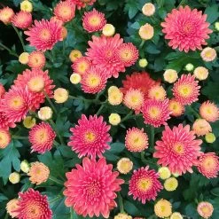 Chrysanthemen-Busch, Gelb-bronze-rot, Topf-Ø 19 Cm, 3er-Set -Pflanzen Paradies Verkauf 0690130119 Chrysanthemum multiflora Buesche bronze image004 79589