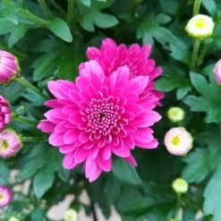 Chrysanthemen 'Trio', Gelb/lila/weiß, Topf-Ø 19 Cm, 2er-Set -Pflanzen Paradies Verkauf 0690130121 Chrysanthemum multiflora Buesche lila image005 79583