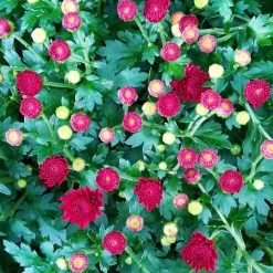 Chrysanthemen-Busch, Gelb-bronze-rot, Topf-Ø 19 Cm, 3er-Set -Pflanzen Paradies Verkauf 0690130123 Chrysanthemum multiflora Buesche rot image002 79592