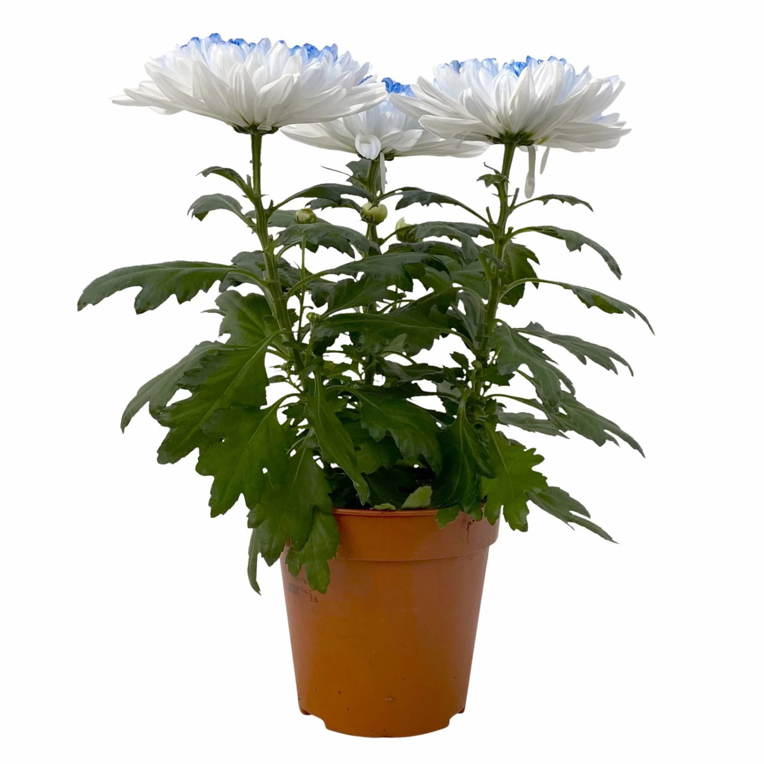 Chrysantheme 'Zembla Make-Upz® Heart Mix, Farben Zufällig, Topf-Ø 13 Cm, 3er-Set 4 Chrysantheme 'Zembla Make-Upz® Heart Mix, Farben Zufällig, Topf-Ø 13 Cm, 3er-Set – Bild 2