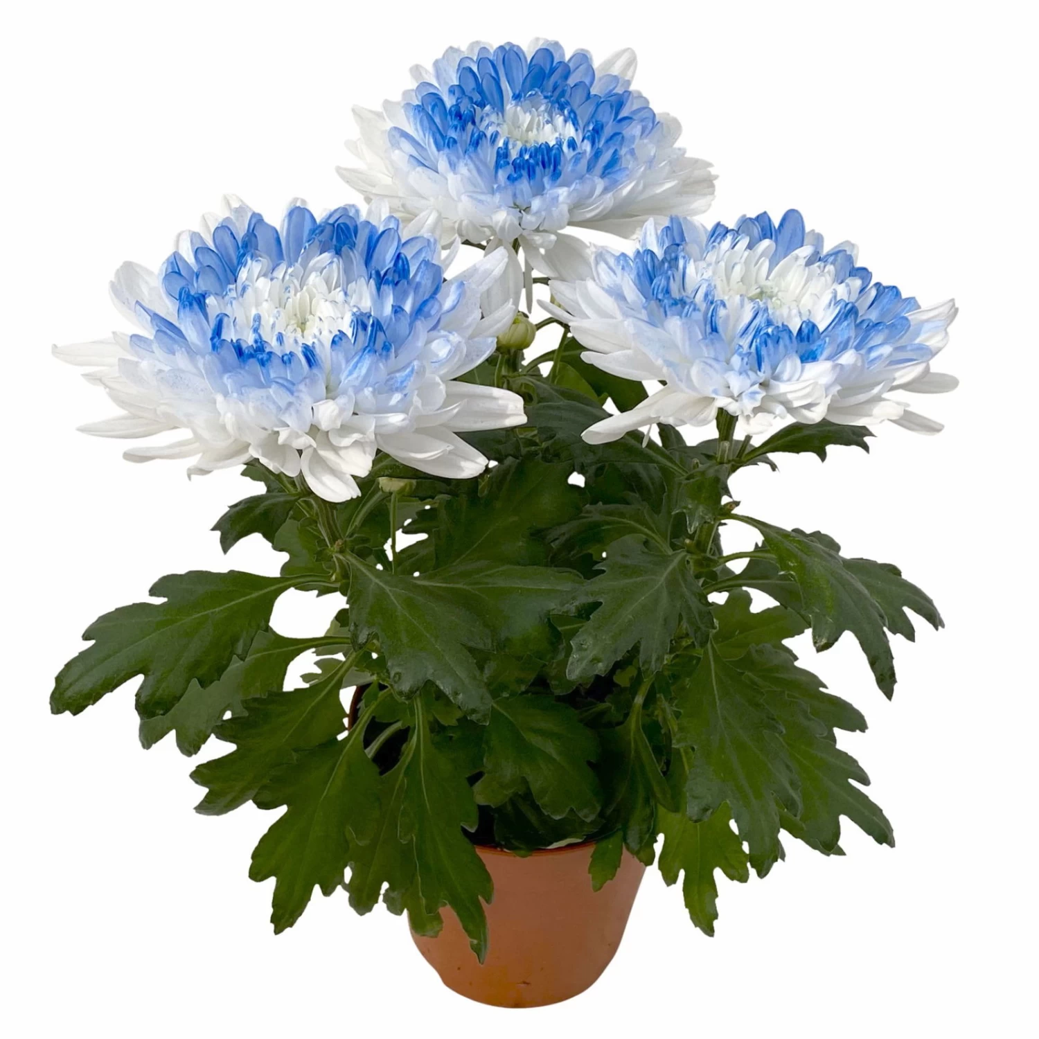 Chrysantheme 'Zembla Make-Upz® Heart Mix, Farben Zufällig, Topf-Ø 13 Cm, 3er-Set 5 Chrysantheme 'Zembla Make-Upz® Heart Mix, Farben Zufällig, Topf-Ø 13 Cm, 3er-Set – Bild 3