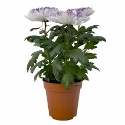 Chrysantheme 'Zembla Make-Upz® Heart Mix, Farben Zufällig, Topf-Ø 13 Cm, 3er-Set 26 Chrysantheme 'Zembla Make-Upz® Heart Mix, Farben Zufällig, Topf-Ø 13 Cm, 3er-Set -Pflanzen Paradies Verkauf 0690140088 Chrysanthemum Zembla T13 Next White Make Upz HeartMix lila 3er Set 1 .JPG 115268