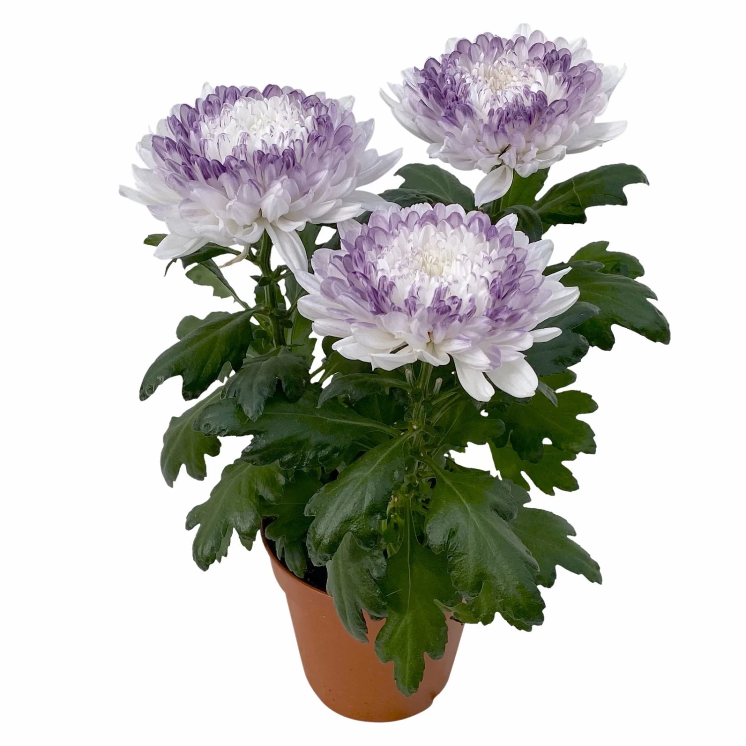 Chrysantheme 'Zembla Make-Upz® Heart Mix, Farben Zufällig, Topf-Ø 13 Cm, 3er-Set 9 Chrysantheme 'Zembla Make-Upz® Heart Mix, Farben Zufällig, Topf-Ø 13 Cm, 3er-Set – Bild 7