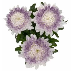 Chrysantheme 'Zembla Make-Upz® Heart Mix, Farben Zufällig, Topf-Ø 13 Cm, 3er-Set 28 Chrysantheme 'Zembla Make-Upz® Heart Mix, Farben Zufällig, Topf-Ø 13 Cm, 3er-Set -Pflanzen Paradies Verkauf 0690140088 Chrysanthemum Zembla T13 Next White Make Upz HeartMix lila 3er Set 5 .JPG 115270