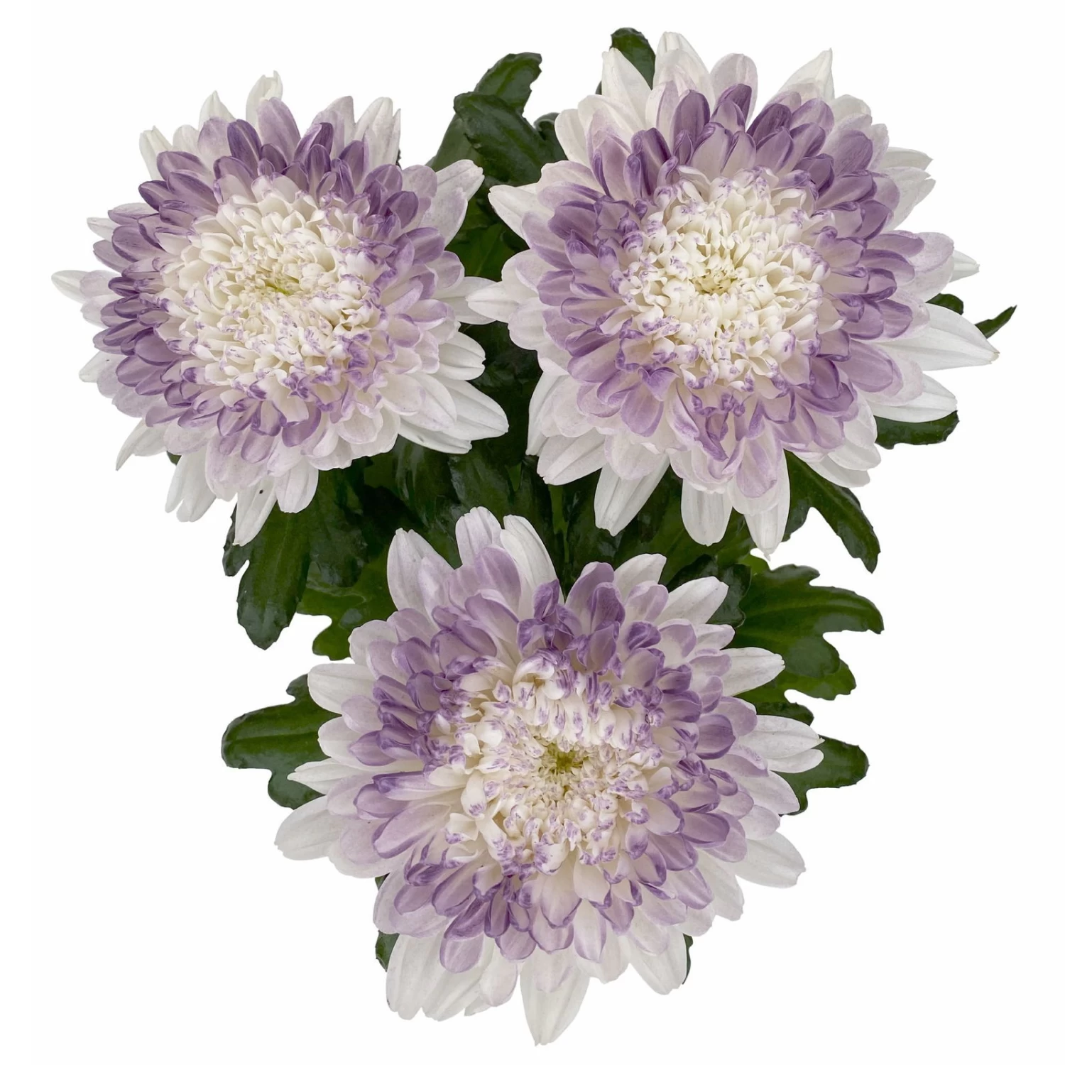 Chrysantheme 'Zembla Make-Upz® Heart Mix, Farben Zufällig, Topf-Ø 13 Cm, 3er-Set 10 Chrysantheme 'Zembla Make-Upz® Heart Mix, Farben Zufällig, Topf-Ø 13 Cm, 3er-Set – Bild 8