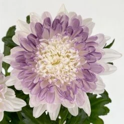 Chrysantheme 'Zembla Make-Upz® Heart Mix, Farben Zufällig, Topf-Ø 13 Cm, 3er-Set 29 Chrysantheme 'Zembla Make-Upz® Heart Mix, Farben Zufällig, Topf-Ø 13 Cm, 3er-Set -Pflanzen Paradies Verkauf 0690140088 Chrysanthemum Zembla T13 Next White Make Upz HeartMix lila 3er Set 6 .JPG 115105