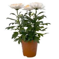 Chrysantheme 'Zembla Make-Upz® Heart Mix, Farben Zufällig, Topf-Ø 13 Cm, 3er-Set 30 Chrysantheme 'Zembla Make-Upz® Heart Mix, Farben Zufällig, Topf-Ø 13 Cm, 3er-Set -Pflanzen Paradies Verkauf 0690140088 Chrysanthemum Zembla T13 Next White Make Upz HeartMix orange 3er Set 1 .JPG 115271