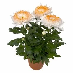 Chrysantheme 'Zembla Make-Upz® Heart Mix, Farben Zufällig, Topf-Ø 13 Cm, 3er-Set 31 Chrysantheme 'Zembla Make-Upz® Heart Mix, Farben Zufällig, Topf-Ø 13 Cm, 3er-Set -Pflanzen Paradies Verkauf 0690140088 Chrysanthemum Zembla T13 Next White Make Upz HeartMix orange 3er Set 3 .JPG 115272