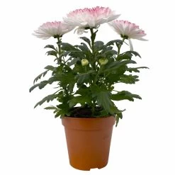 Chrysantheme 'Zembla Make-Upz® Heart Mix, Farben Zufällig, Topf-Ø 13 Cm, 3er-Set 34 Chrysantheme 'Zembla Make-Upz® Heart Mix, Farben Zufällig, Topf-Ø 13 Cm, 3er-Set -Pflanzen Paradies Verkauf 0690140088 Chrysanthemum Zembla T13 Next White Make Upz HeartMix rosa 3er Set 1 .JPG 115274