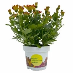 Chrysanthemen 'Rainbow Circus' Rot-gelb Gestreift Topf-Ø 14 Cm, 4er-Set -Pflanzen Paradies Verkauf 0690150169 Chrysanthemum indicum T14 Rainbow Circus orange gelb 4er Set 1 114115