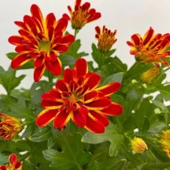 Chrysanthemen 'Rainbow Circus' Rot-gelb Gestreift Topf-Ø 14 Cm, 4er-Set -Pflanzen Paradies Verkauf 0690150169 Chrysanthemum indicum T14 Rainbow Circus orange gelb 4er Set 3 113992