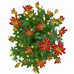 Chrysanthemen 'Rainbow Circus' Rot-gelb Gestreift Topf-Ø 14 Cm, 4er-Set -Pflanzen Paradies Verkauf 0690150169 Chrysanthemum indicum T14 Rainbow Circus orange gelb 4er Set 4 114116