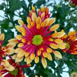 Chrysanthemen 'Splash Energy', Rot-gelb, Topf-Ø 14 Cm, 4er-Set