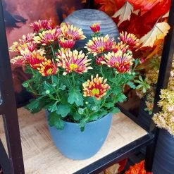 Chrysanthemen 'Splash Energy', Rot-gelb, Topf-Ø 14 Cm, 4er-Set -Pflanzen Paradies Verkauf 0690150172 Chrysanthemum indicum T14 Splash Energy 4er Set 15 114150