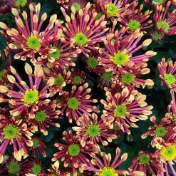 Chrysanthemen 'Splash Energy', Rot-gelb, Topf-Ø 14 Cm, 4er-Set -Pflanzen Paradies Verkauf 0690150172 Chrysanthemum indicum T14 Splash Energy 4er Set 22 114149