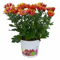 Chrysanthemen 'Splash Energy', Rot-gelb, Topf-Ø 14 Cm, 4er-Set -Pflanzen Paradies Verkauf 0690150172 Chrysanthemum indicum T14 Splash Energy 4er Set 2 114184