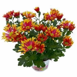 Chrysanthemen 'Splash Energy', Rot-gelb, Topf-Ø 14 Cm, 4er-Set -Pflanzen Paradies Verkauf 0690150172 Chrysanthemum indicum T14 Splash Energy 4er Set 5 114185