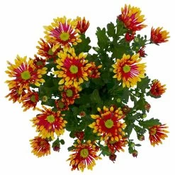 Chrysanthemen 'Splash Energy', Rot-gelb, Topf-Ø 14 Cm, 4er-Set -Pflanzen Paradies Verkauf 0690150172 Chrysanthemum indicum T14 Splash Energy 4er Set 7 114186