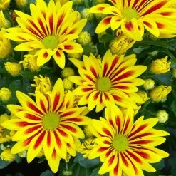 Chrysanthemen 'Rainbow Lake Worth' Gelb-rot Gestreift, Topf-Ø 14 Cm, 4er-Set