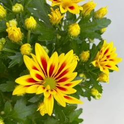 Chrysanthemen 'Rainbow Lake Worth' Gelb-rot Gestreift, Topf-Ø 14 Cm, 4er-Set -Pflanzen Paradies Verkauf 0690150204 Chrysanthemum indicum T14 Rainbow Lake Worth gel rot 4er Set 4 113994