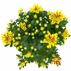 Chrysanthemen 'Rainbow Lake Worth' Gelb-rot Gestreift, Topf-Ø 14 Cm, 4er-Set -Pflanzen Paradies Verkauf 0690150204 Chrysanthemum indicum T14 Rainbow Lake Worth gel rot 4er Set 5 114121