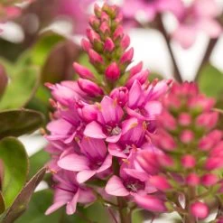 Pflanzenset 'Spätsommer-Zeit' Rosa-pink, Topf-Ø 12 Cm, 4er-Set -Pflanzen Paradies Verkauf 0690190064 Koelle Hebe All Blooms T12 rosarot 6er Set WS 11 95592