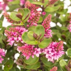 Pflanzenset 'Spätsommer-Zeit' Rosa-pink, Topf-Ø 12 Cm, 4er-Set -Pflanzen Paradies Verkauf 0690190064 Koelle Hebe All Blooms T12 rosarot 6er Set WS 12 95591