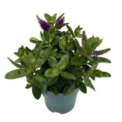 Hebe Lila, Topf-Ø 15 Cm, 3er-Set -Pflanzen Paradies Verkauf 0690190065 Koelle Hebe T15 3er Set Lilatoene WS 3 95844