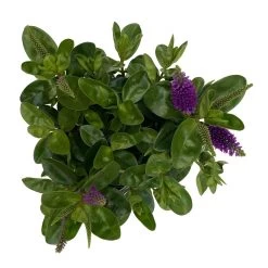 Hebe Lila, Topf-Ø 15 Cm, 3er-Set -Pflanzen Paradies Verkauf 0690190065 Koelle Hebe T15 3er Set Lilatoene WS 5 95845