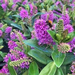 Hebe Addenda® Lila, Topf-Ø 23 Cm -Pflanzen Paradies Verkauf 0690190071 Koelle Hebe T23 lila WS 94732