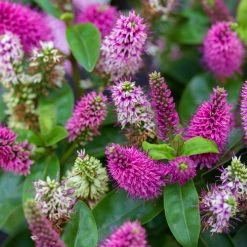 Hebe Farbe Zufällig, Topf-Ø 23 Cm -Pflanzen Paradies Verkauf 0690190095 Koelle Hebe Addenda T23 in Farben 7 113662