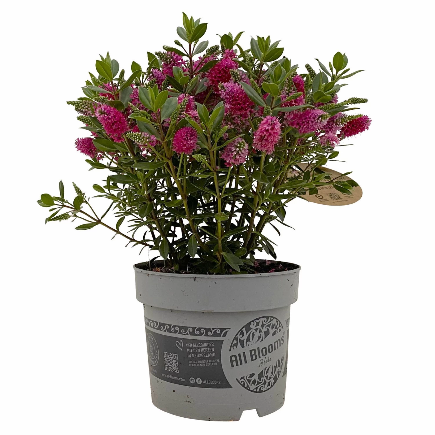 Hebe 'All Blooms®' Rot, Topf 17 Cm Ø 9 Hebe 'All Blooms®' Rot, Topf 17 Cm Ø – Bild 7