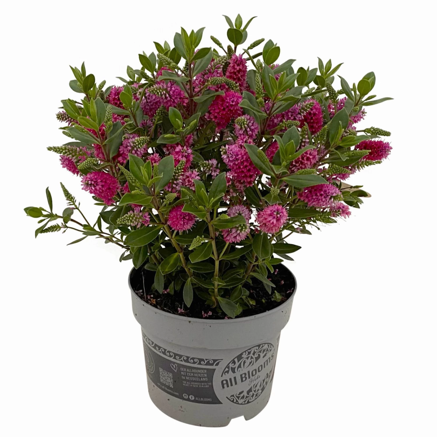 Hebe 'All Blooms®' Rot, Topf 17 Cm Ø 10 Hebe 'All Blooms®' Rot, Topf 17 Cm Ø – Bild 8