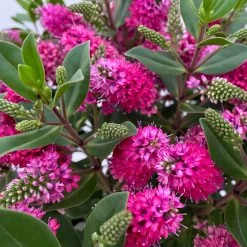 Hebe 'All Blooms®' Rot, Topf 17 Cm Ø 21 Hebe 'All Blooms®' Rot, Topf 17 Cm Ø -Pflanzen Paradies Verkauf 0690190101 Hebe All Blooms T17 rot 4 114152