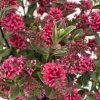 Hebe 'All Blooms®' Rot, Topf-Ø 10,5cm, 6er-Set -Pflanzen Paradies Verkauf 0690190101 Koelle Hebe All Blooms T17 rot 3 112383 1
