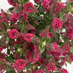 Hebe 'All Blooms®' Rot, Topf 17 Cm Ø 18 Hebe 'All Blooms®' Rot, Topf 17 Cm Ø -Pflanzen Paradies Verkauf 0690190101 Koelle Hebe All Blooms T17 rot 7 112385